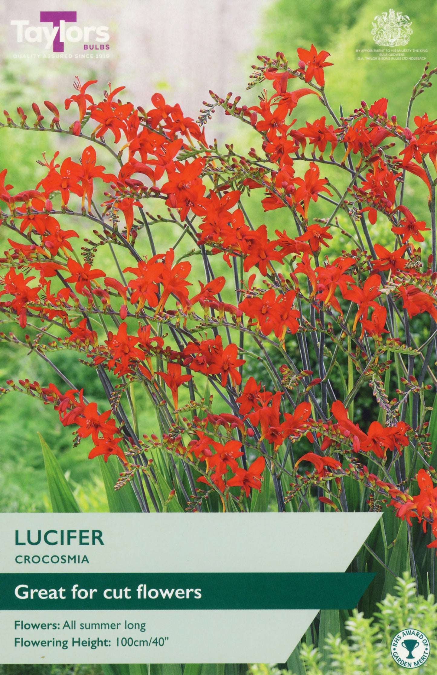 Taylors Bulbs Lucifer Crocosmia