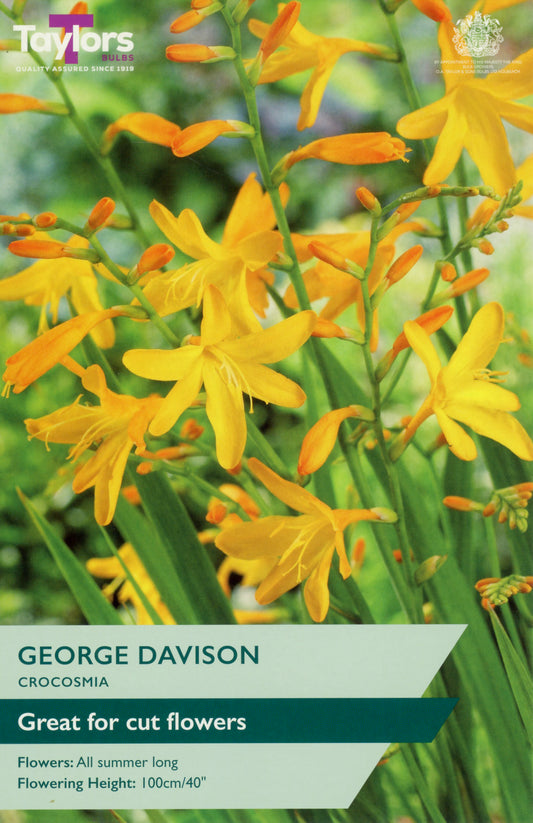 Taylors Bulbs George Davison Crocosmia