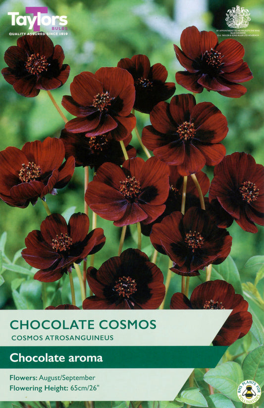 Taylors Bulbs Chocolate Cosmos Cosmos Atrosanguineus - Single Pack
