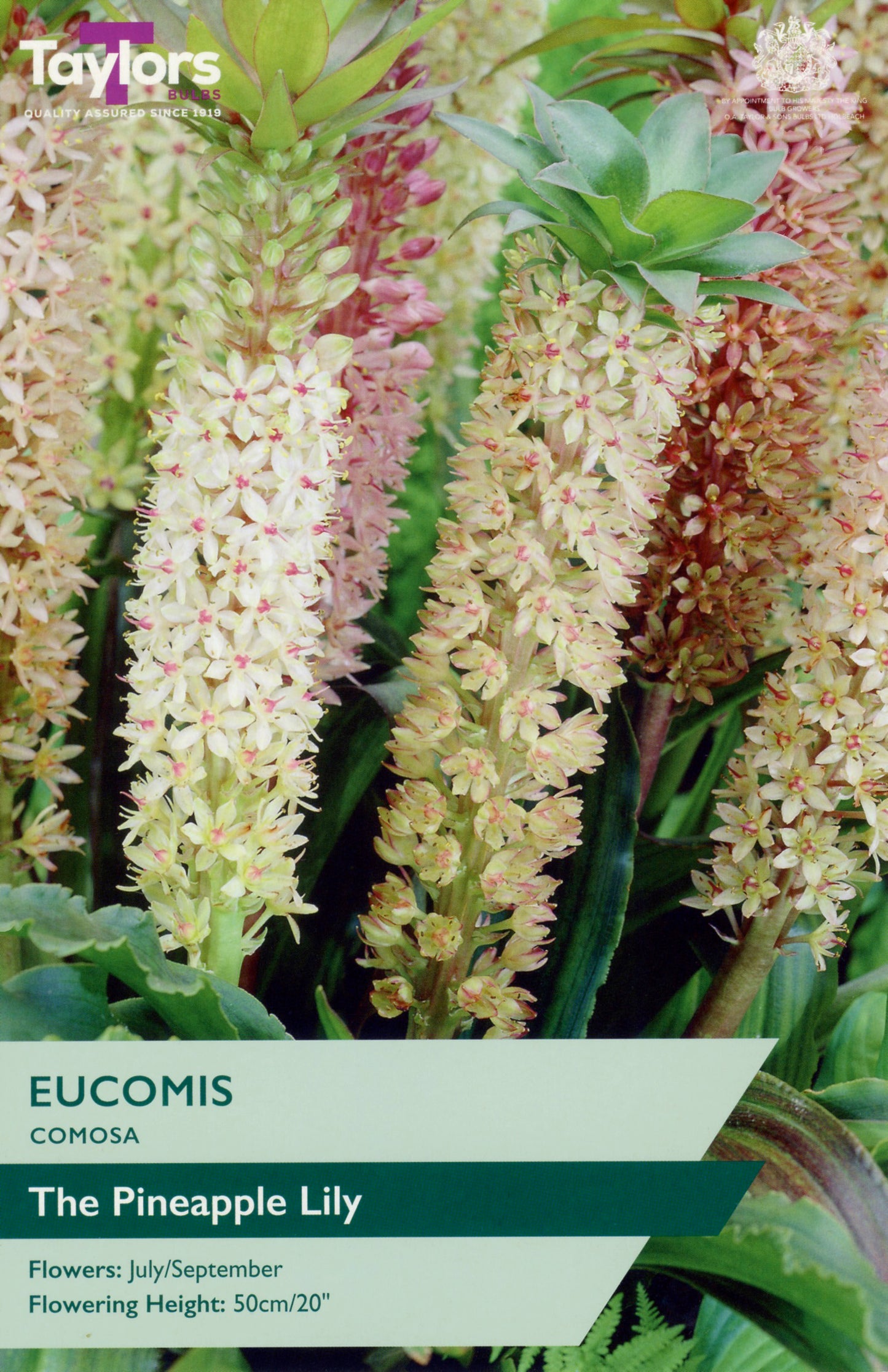 Taylors Bulbs Eucomis Comosa