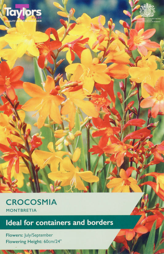 Taylors Bulbs Crocosmia Montbretia