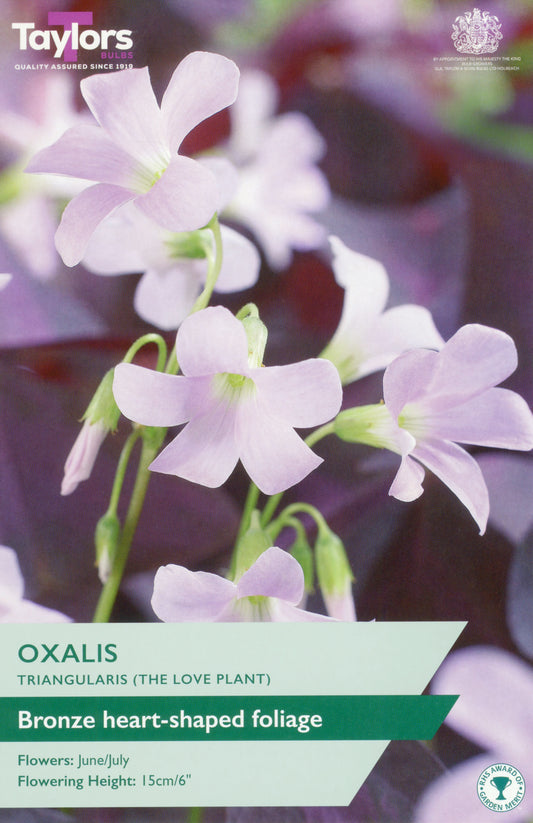 Taylors Bulbs Oxalis Triangularis
