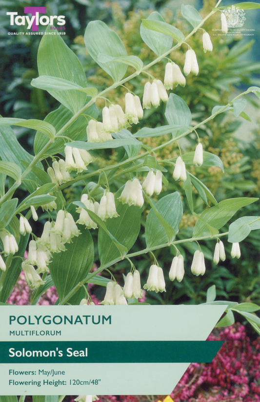 Taylors Bulbs Polygonatum Multiform Solomon's Seal - Pre Pack