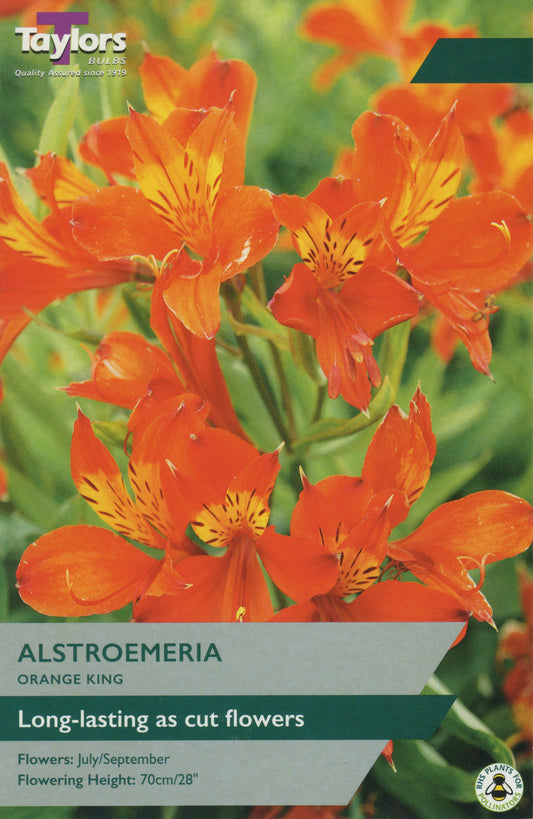 Taylors Bulbs Orange King Alstroemeria