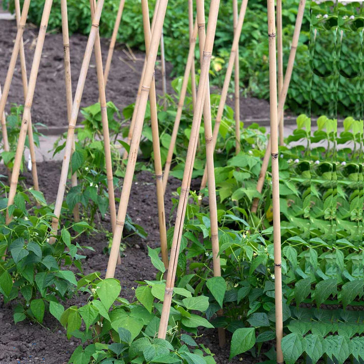 Tildenet Bamboo Garden Canes