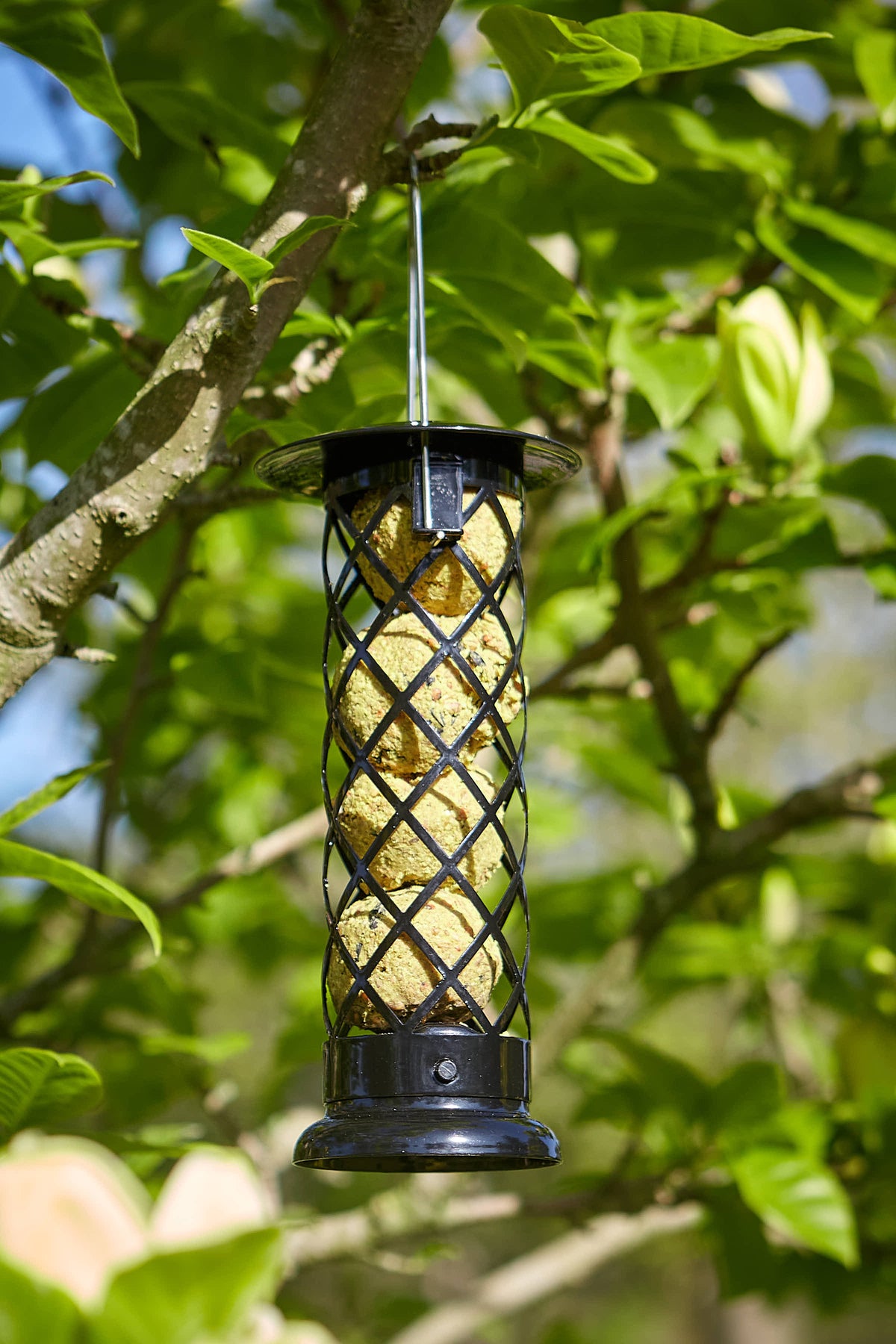 Tom Chambers Diamond Fat Ball Feeder filled with four fat balls hanging from a green tree branch.