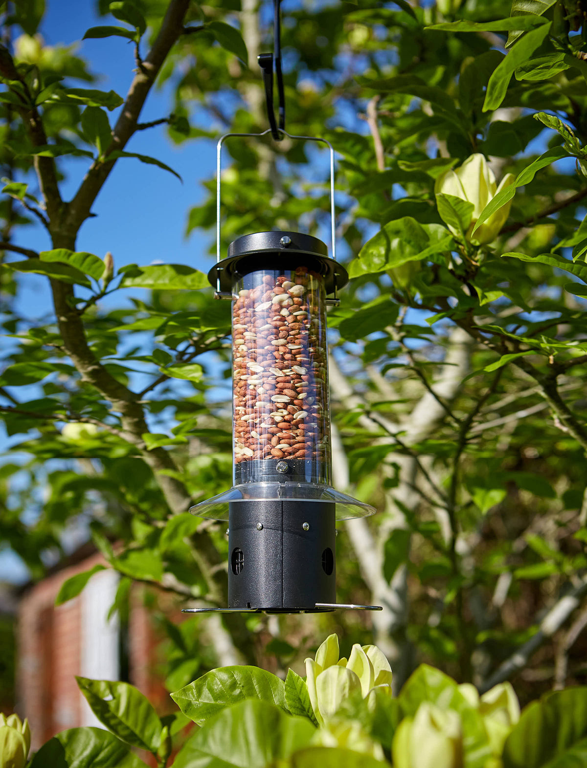 Tom Chambers Mini Squirrel Stop Peanut Feeder filled with peanuts hanging from a tree branch.