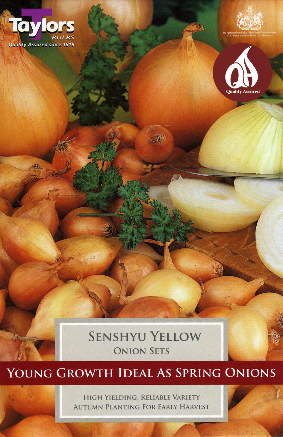 Senshyu Yellow Onion 14-21 Pre-Pack