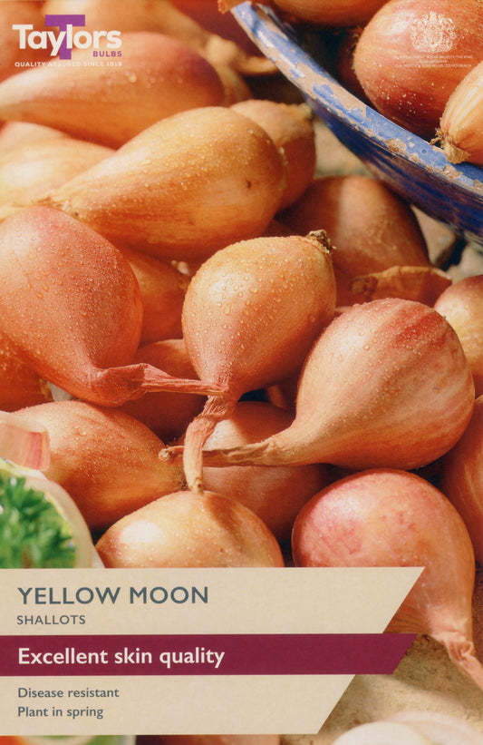 Taylors Bulbs Yellow Moon Shallots