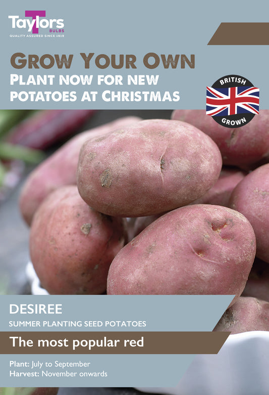 Taylors Bulbs Desiree Summer Planting Seed Potatoes