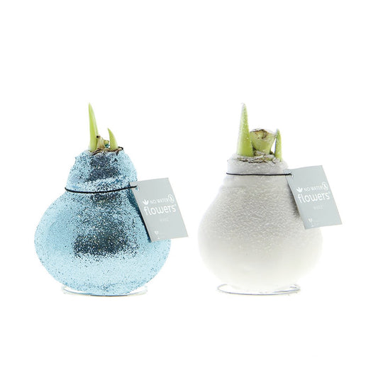 Taylors Bulbs Waxed Amaryllis Bulb Frozen Mix