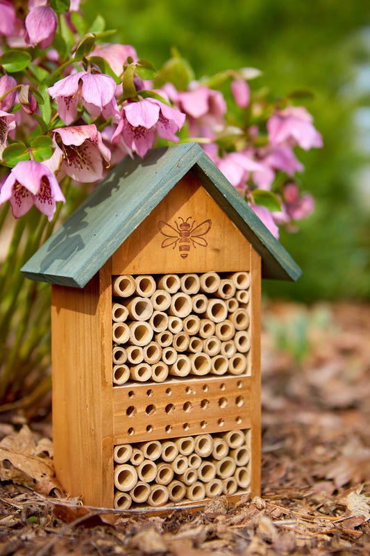 Tom Chambers Insect & Bee Stall