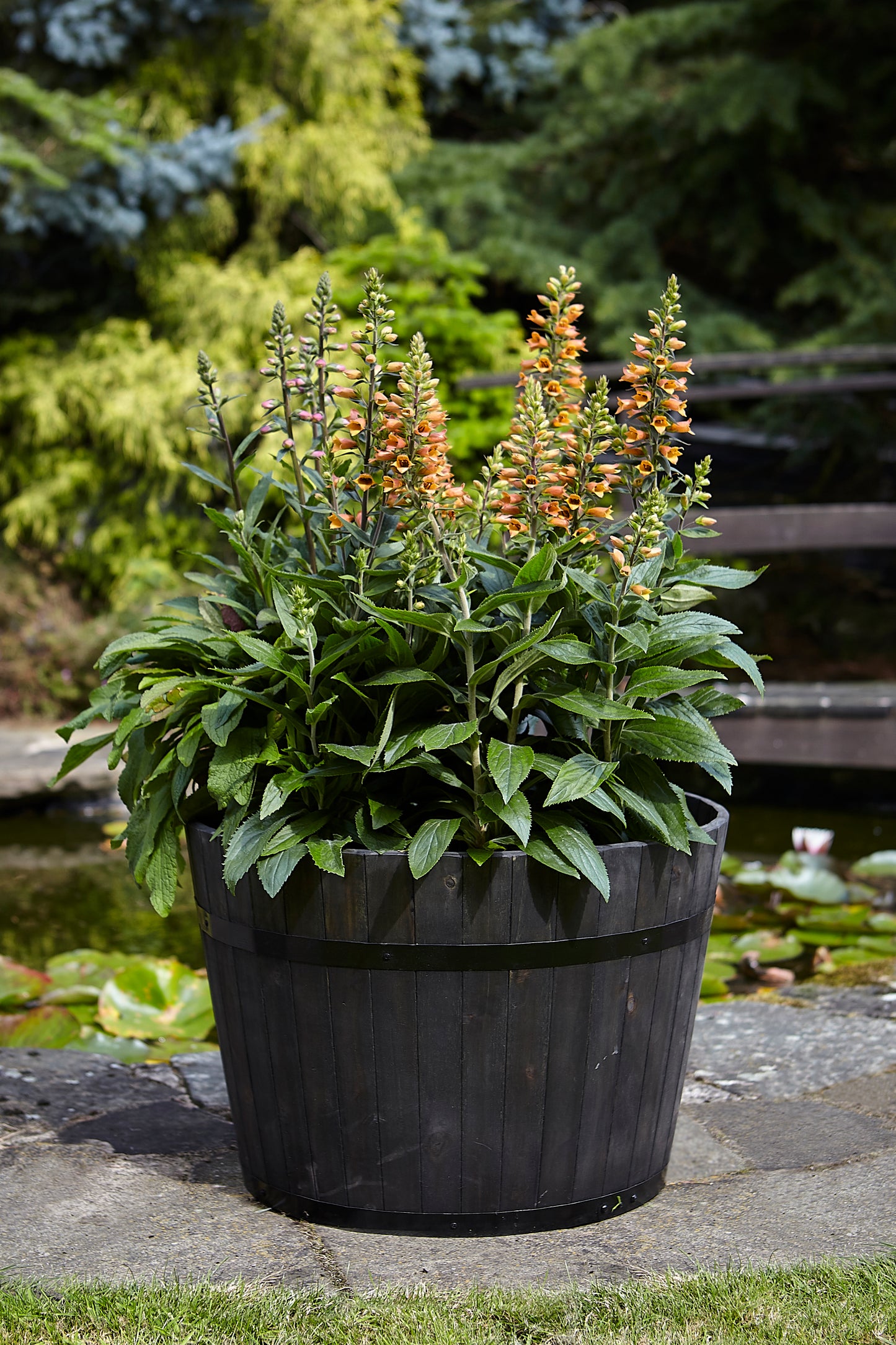 Tom Chambers Whiskey Barrel Planter