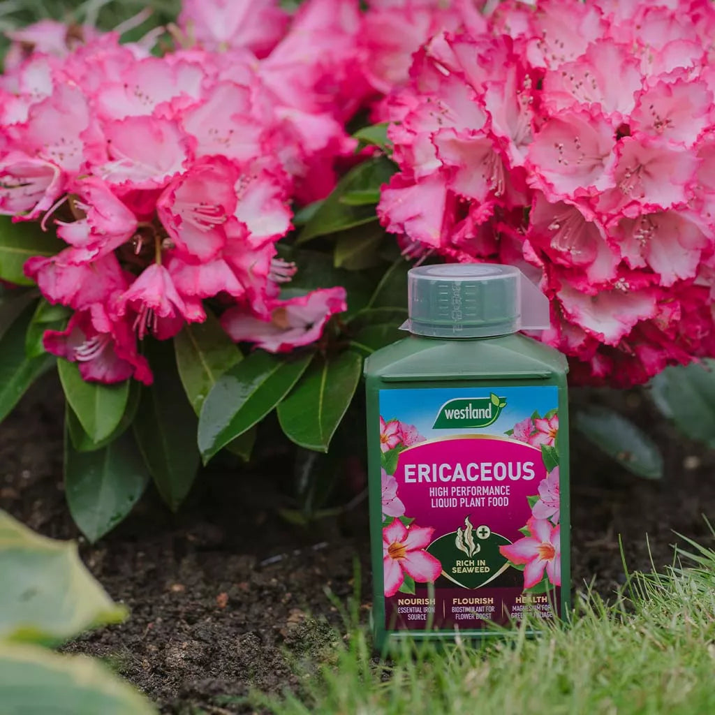 Westland Ericaceous Specialist Liquid Feed 1LT