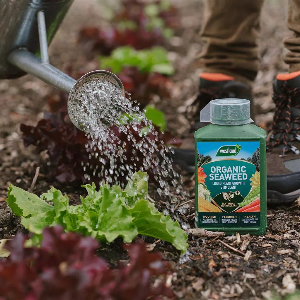 Westland Seaweed Specialist Liquid Feed 1LT