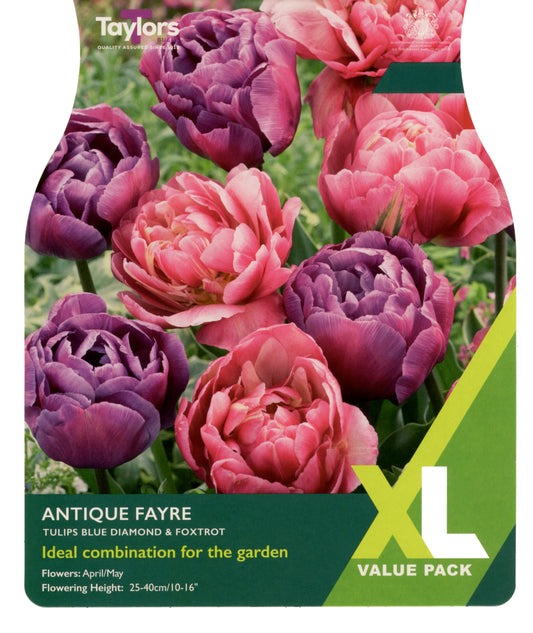 Taylors Bulbs Tulip Antique Fayre XL Value Pack retail pack showing a dense, harmonious mixture of double rose-pink and rich violet-purple peony-style tulips growing together.
