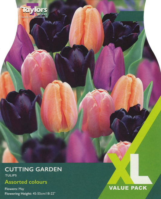 Taylors Bulbs Tulip Cutting Garden XL Value Pack