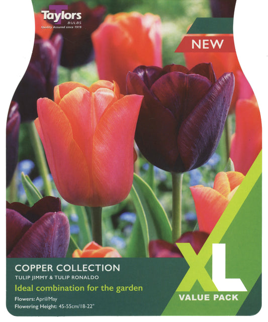 Taylors Bulbs Tulip Copper Collection XL Value Pack