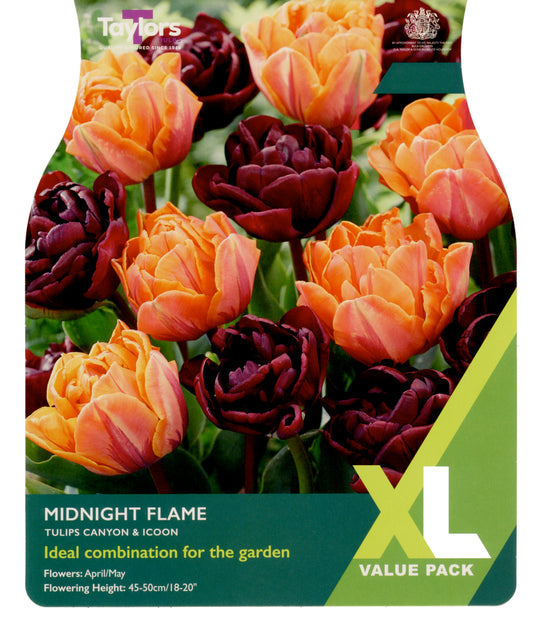 Taylors Bulbs Tulip Midnight Flame XL Value Pack retail pack showing a dense, vibrant mixture of double orange and deep maroon-black peony-style tulips growing together.