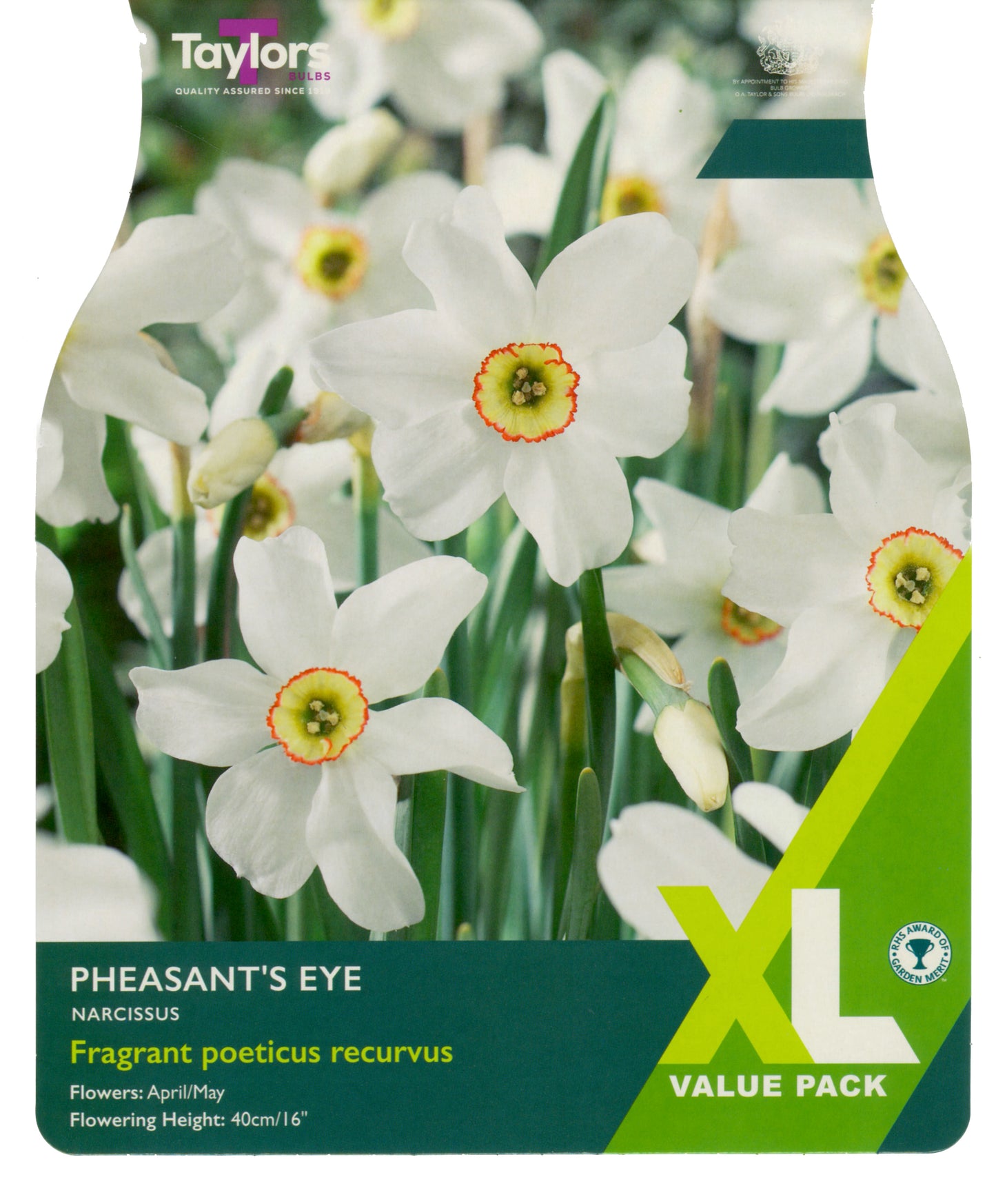 Narcissi Pheasant's Eye