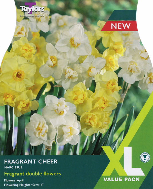 XL Value Pack Narcissus Fragrant Cheer
