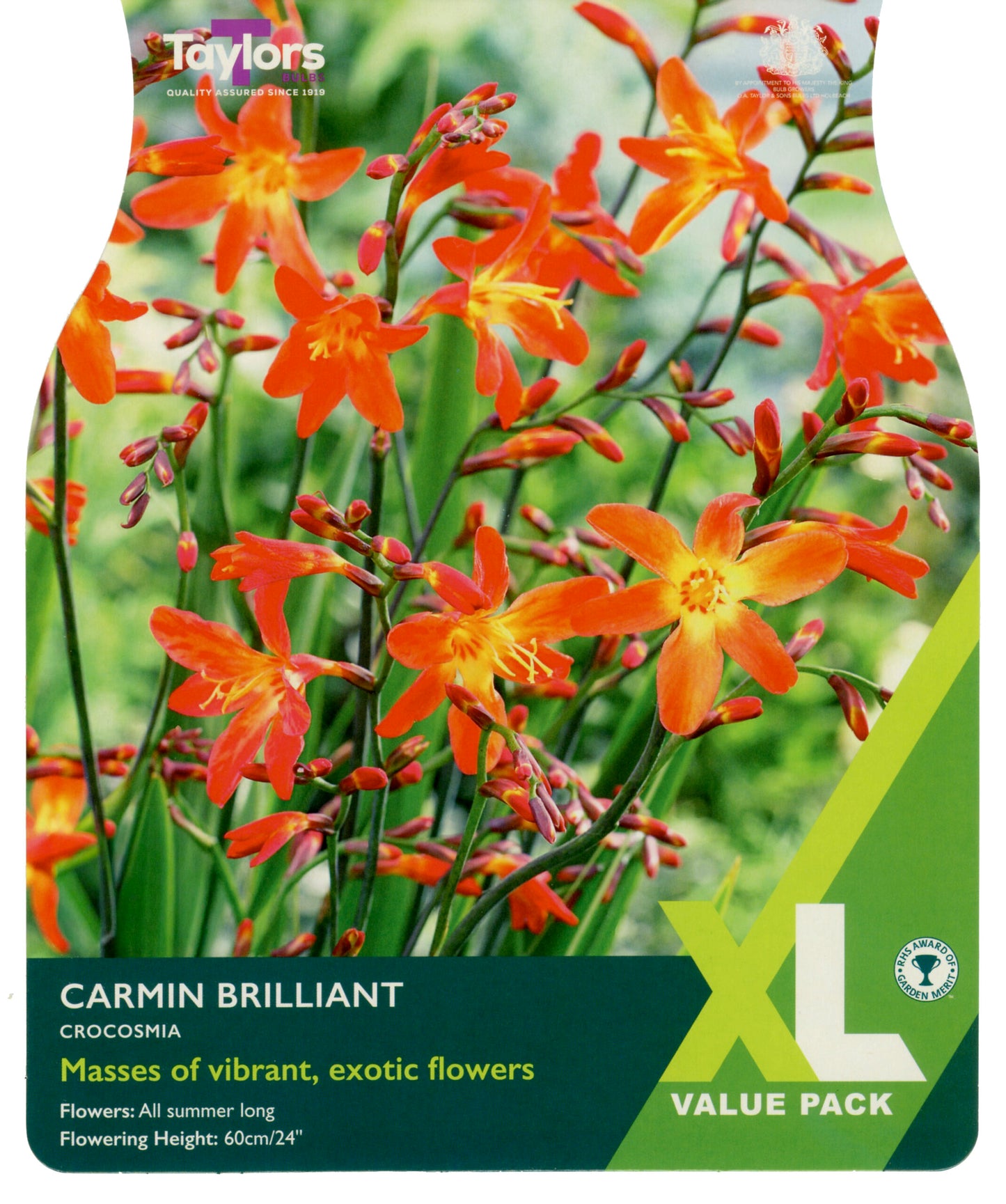 Taylors Bulbs Carmin Brilliant Crocosmia