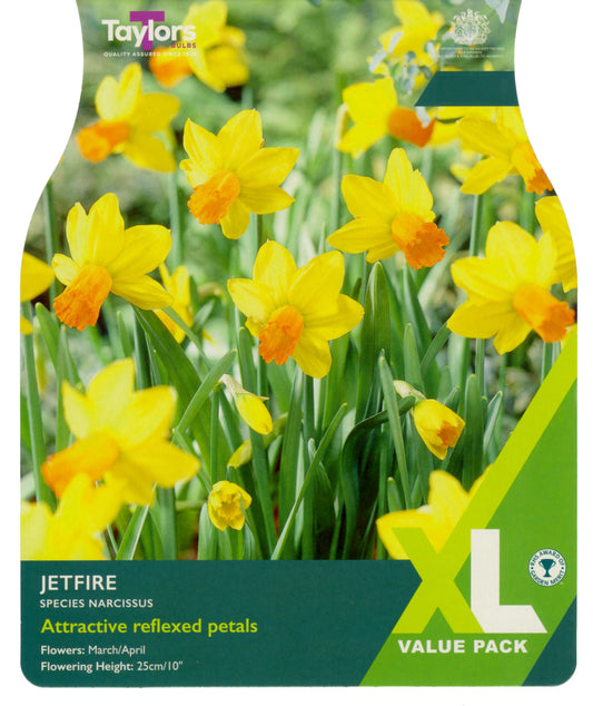 Taylors Bulbs Narcissi Jetfire XL Value Pack