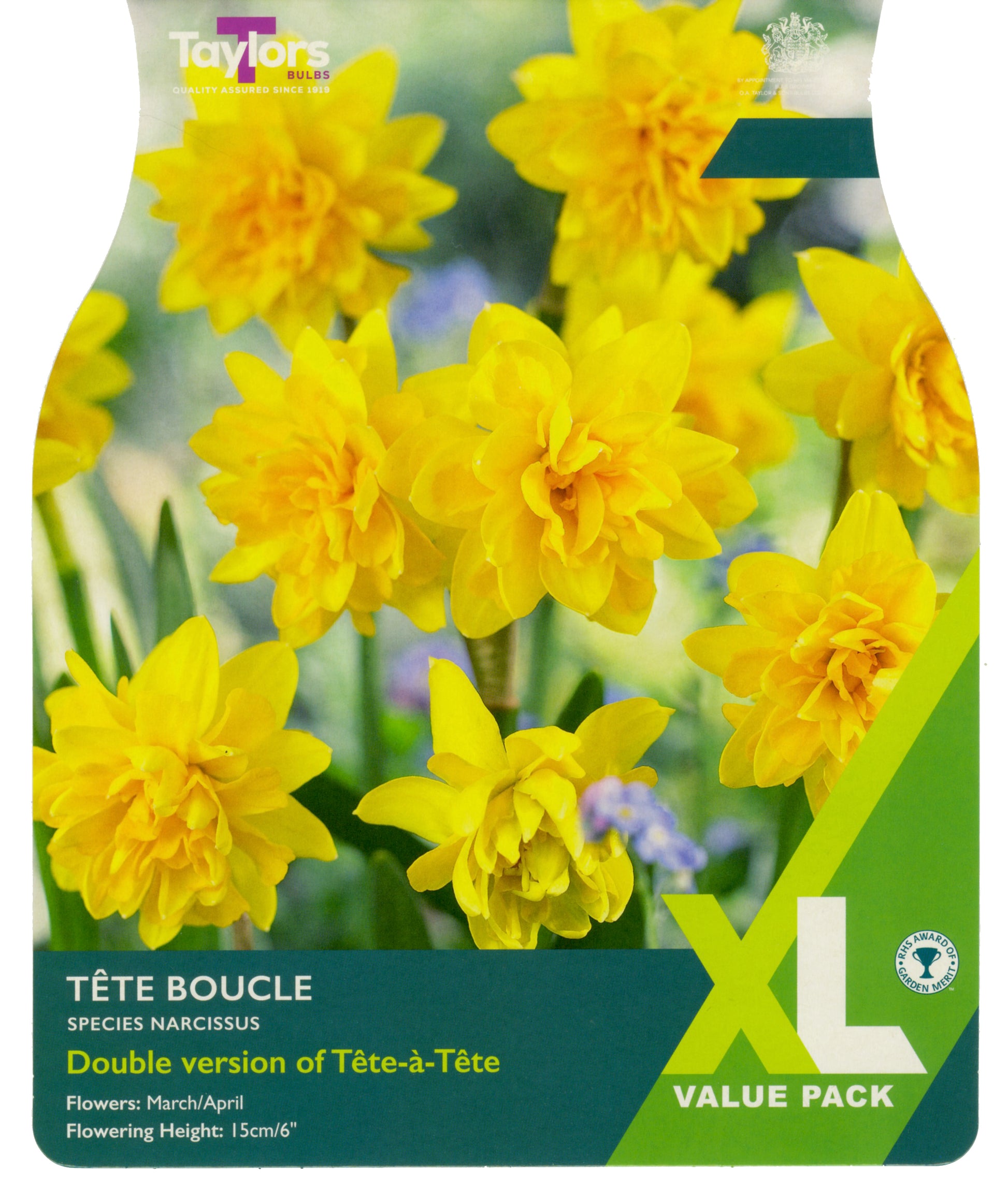 Narcissi Tete Boucle