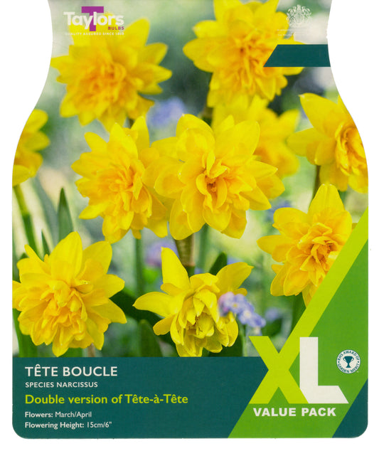 Narcissi Tete Boucle