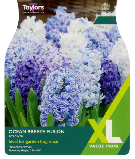 Pre Packs Hyacinth Ocean Breeze Fusion Xl