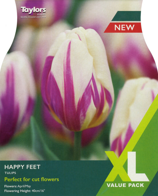 XL Value Pack Tulip Happy Feet