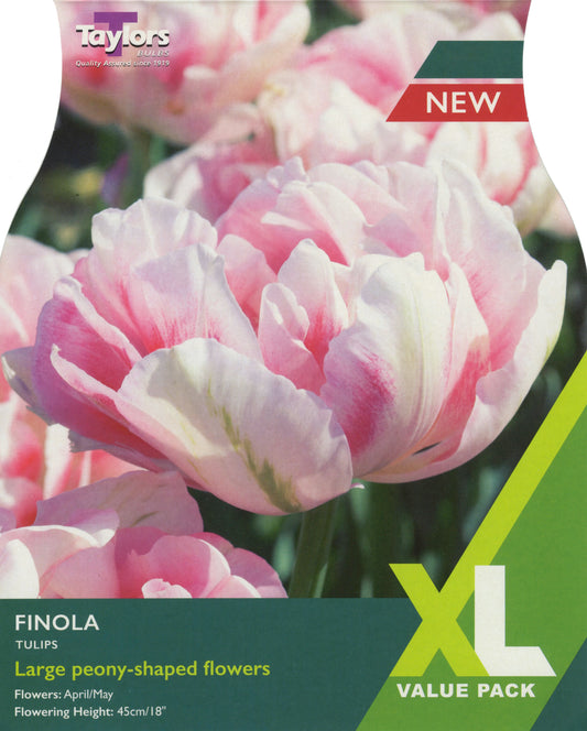 Taylors Bulbs Finola Tulip XL Value Pack