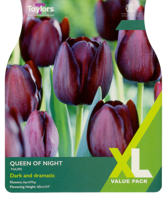 Taylors Bulbs - Tulip Queen Of Night