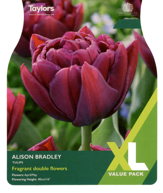 Taylors Bulbs Tulip Alison Bradley XL Value Pack showing a close-up of a large, fragrant double tulip with dense, velvety dark reddish-purple petals.