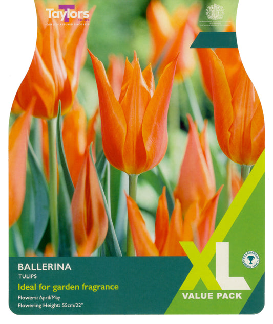 Tulip Ballerina
