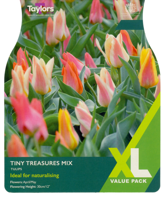 Taylors Bulbs - Tulip Tiny Treasures Mix - 10-11