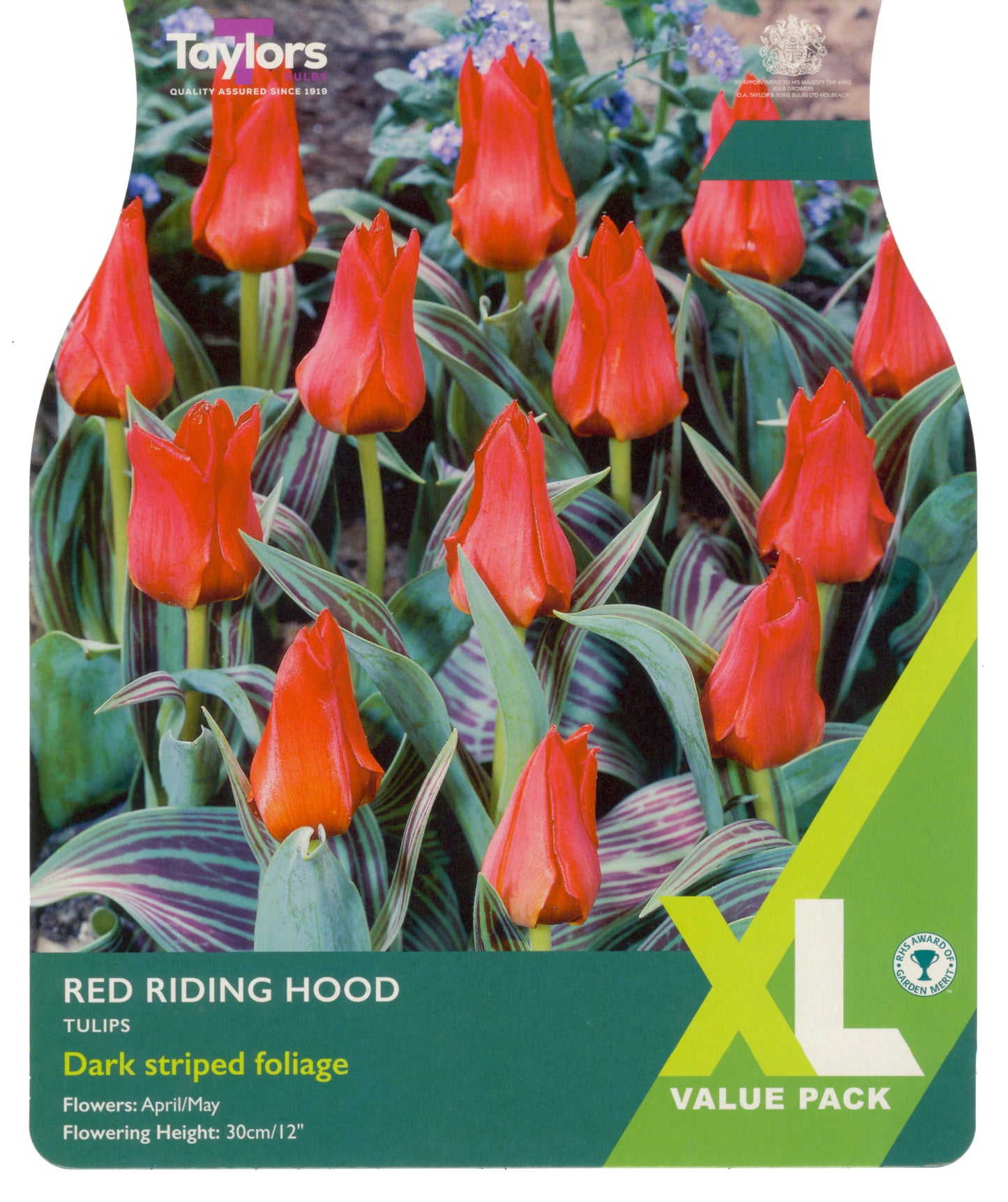Tulip Red Riding Hood