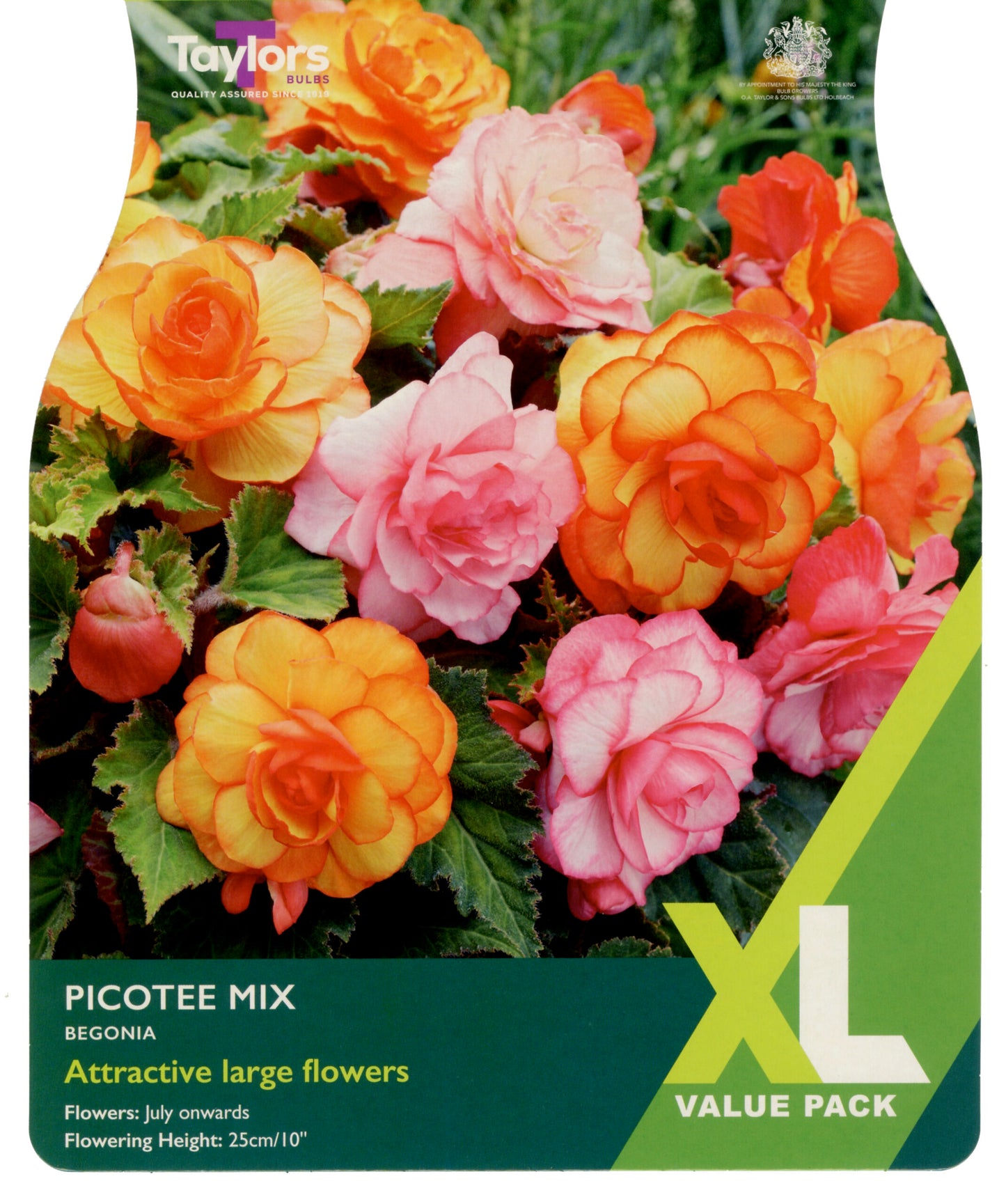 Taylors Bulbs Picotee Mix Begonia
