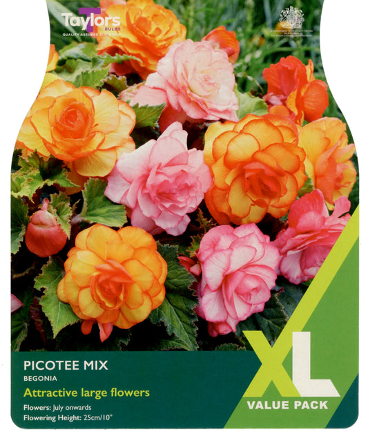 Taylors Bulbs Picotee Mix Begonia