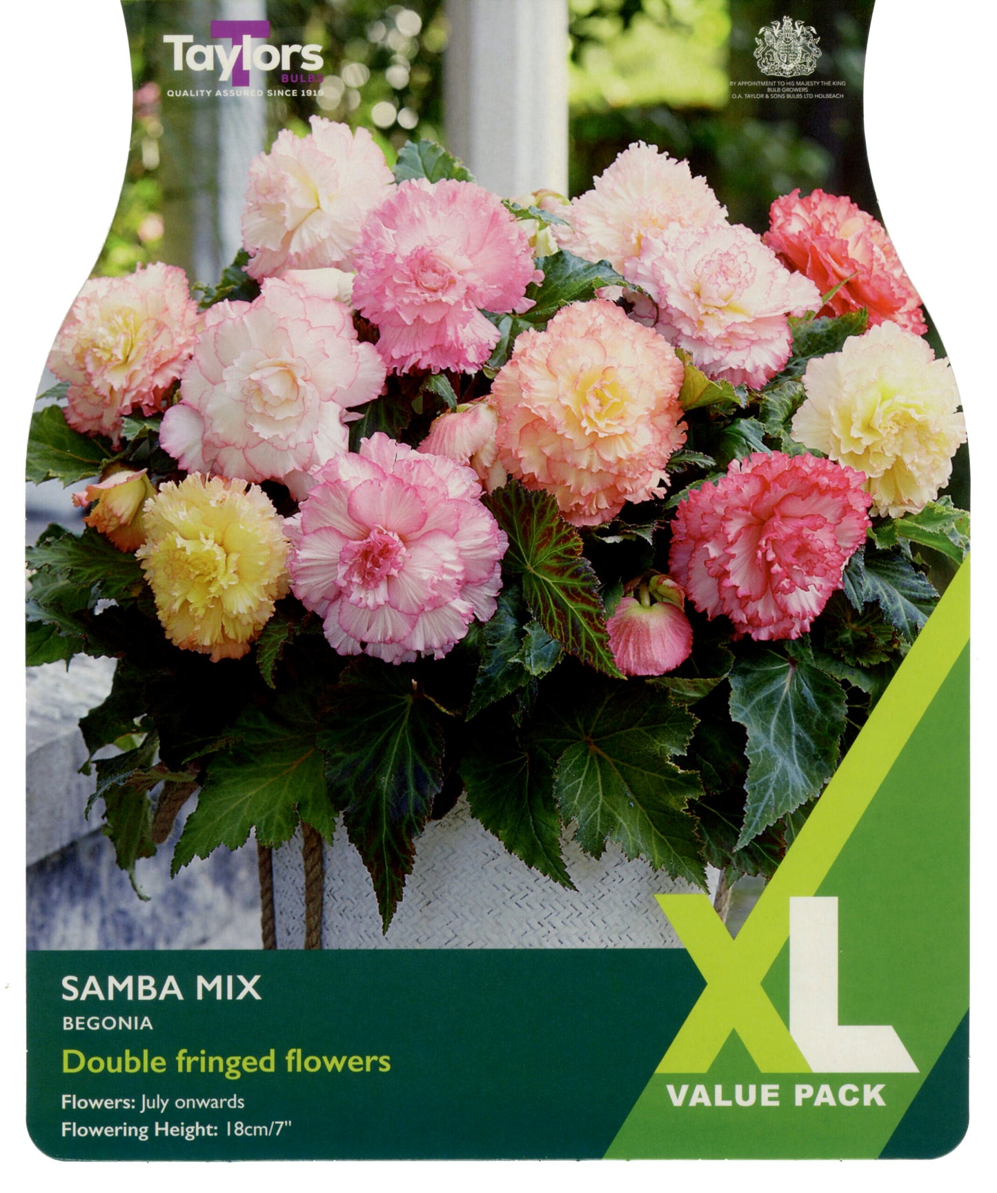 Taylors Bulbs Samba Mix Begonia