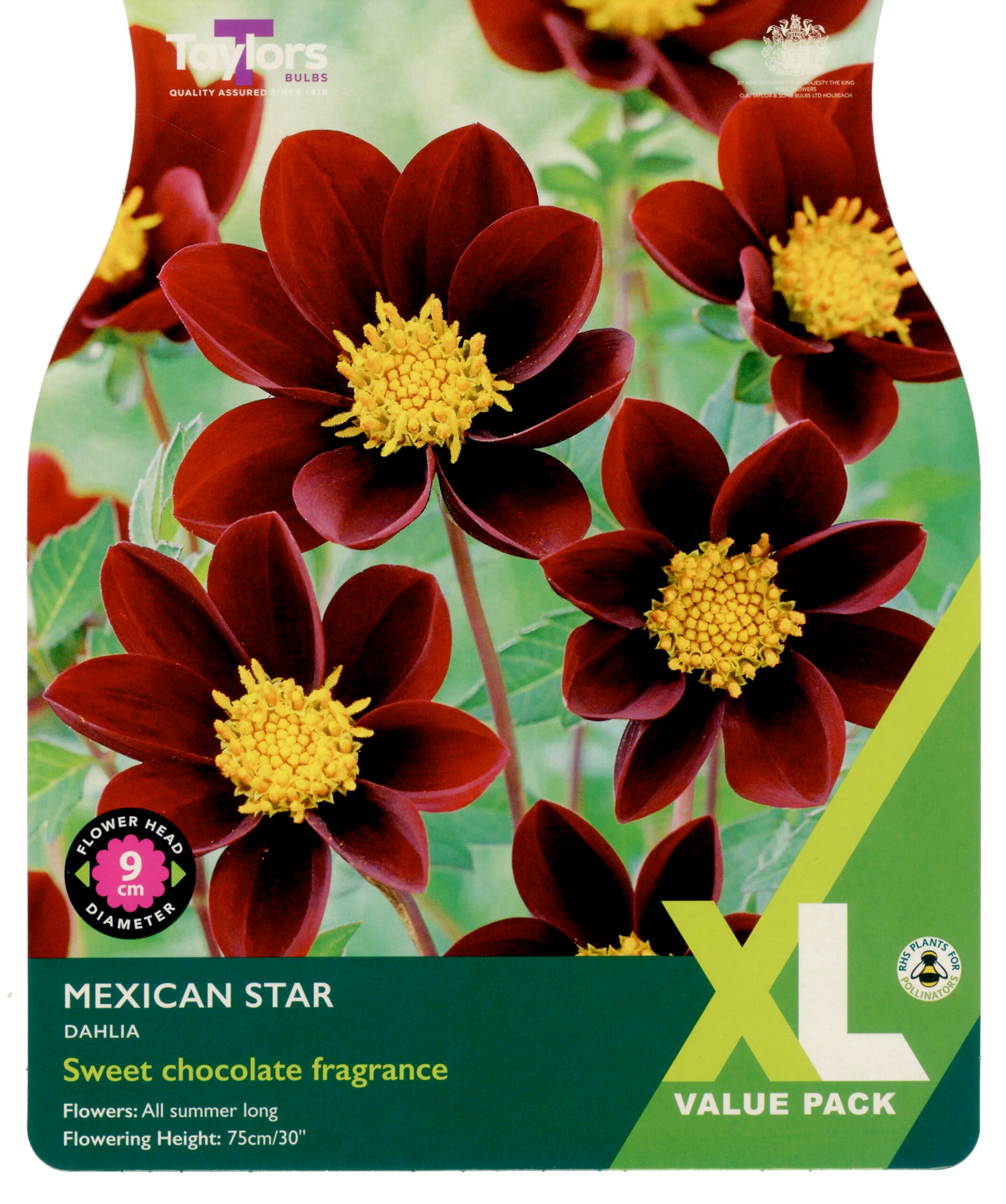 Taylors Bulbs Mexican Star Dahlia - XL Value Pack