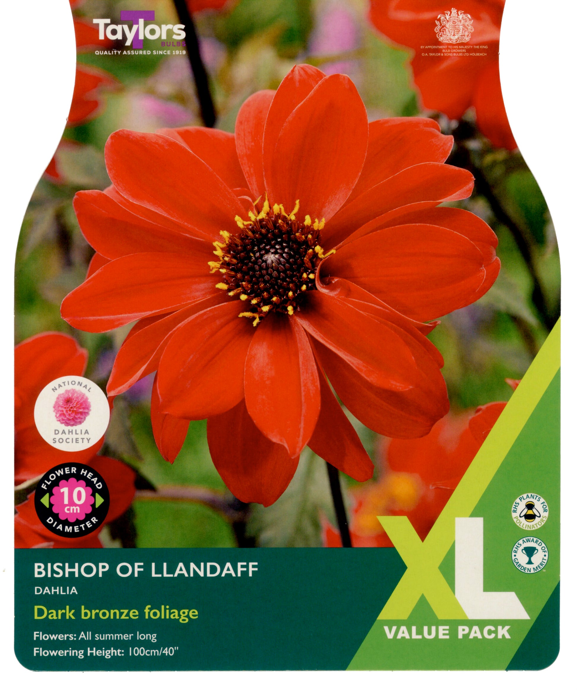 Taylors Bulbs Bishop of Llandaff Dahlia XL Value Pack