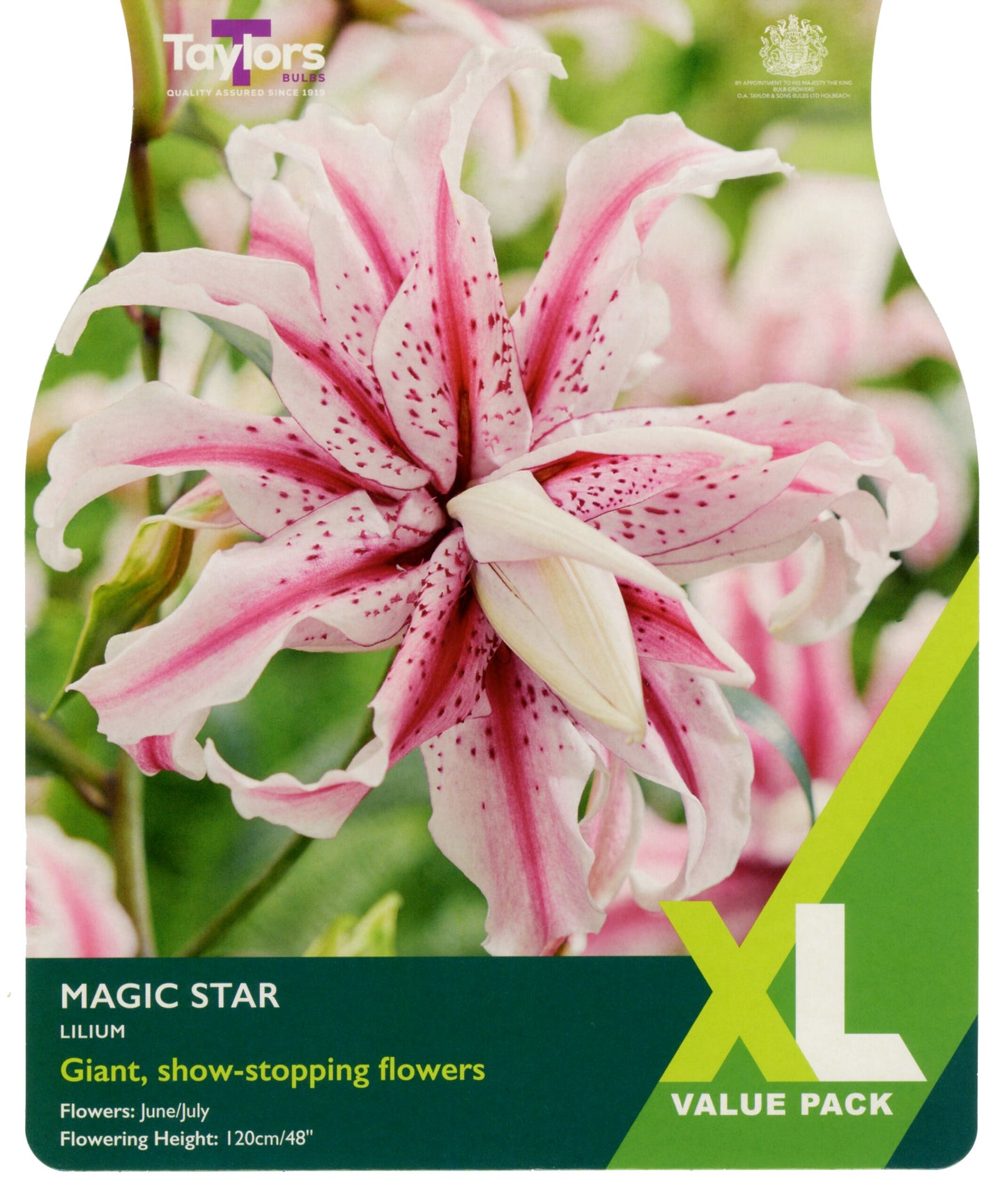 Taylors Bulbs Magic Star Lilium