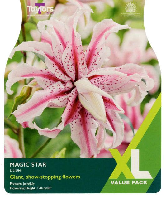Taylors Bulbs Magic Star Lilium