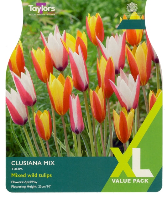 Taylors Bulbs Tulip Clusiana Mixed XL Value Pack showing a dense, upright patch of slender red-and-white and red-and-yellow striped botanical tulips.