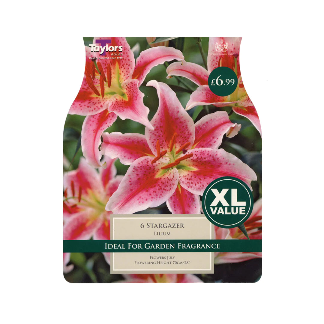 XL Value Pack Lilium Stargazer