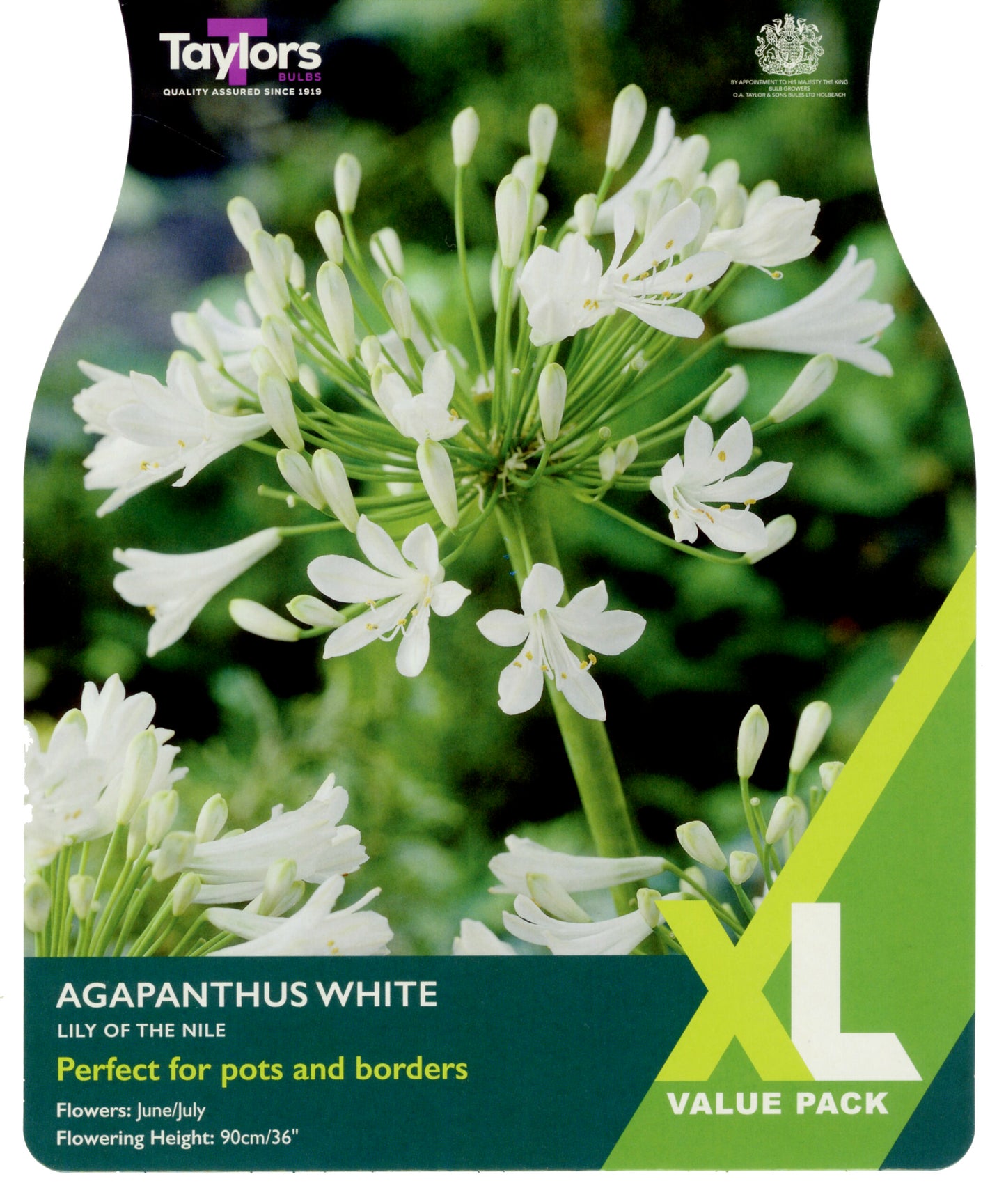 Taylors Bulbs Agapanthus White Lily of the Nile