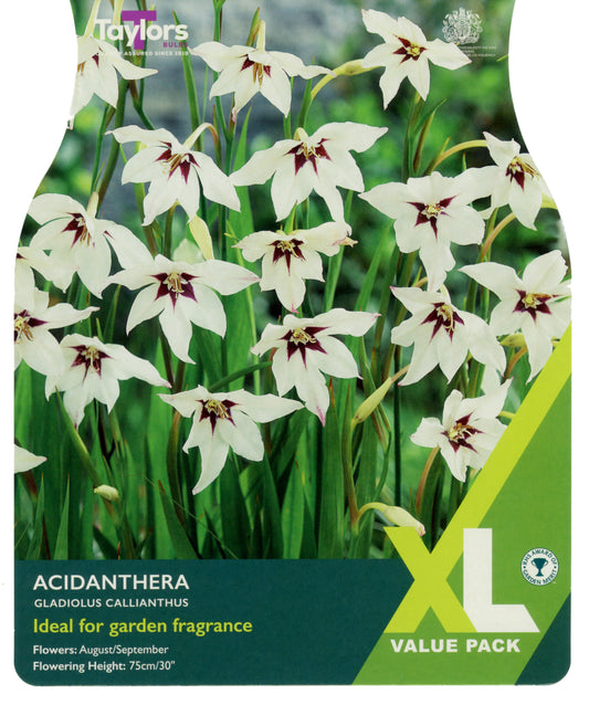 Taylors Bulbs Acidanthera Gladiolus Callianthus
