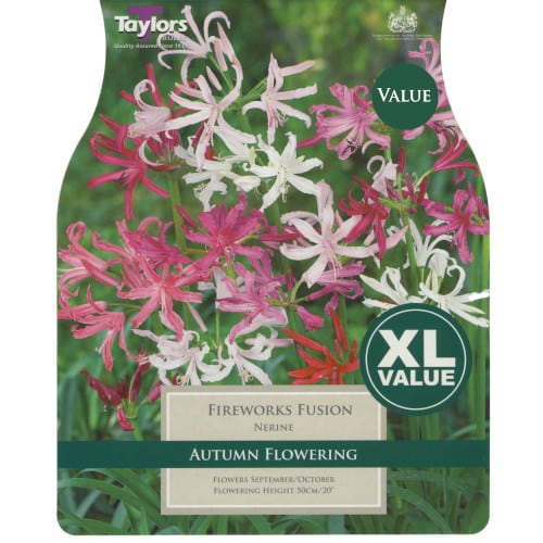 XL Value Pack Nerine Fireworks Fusion