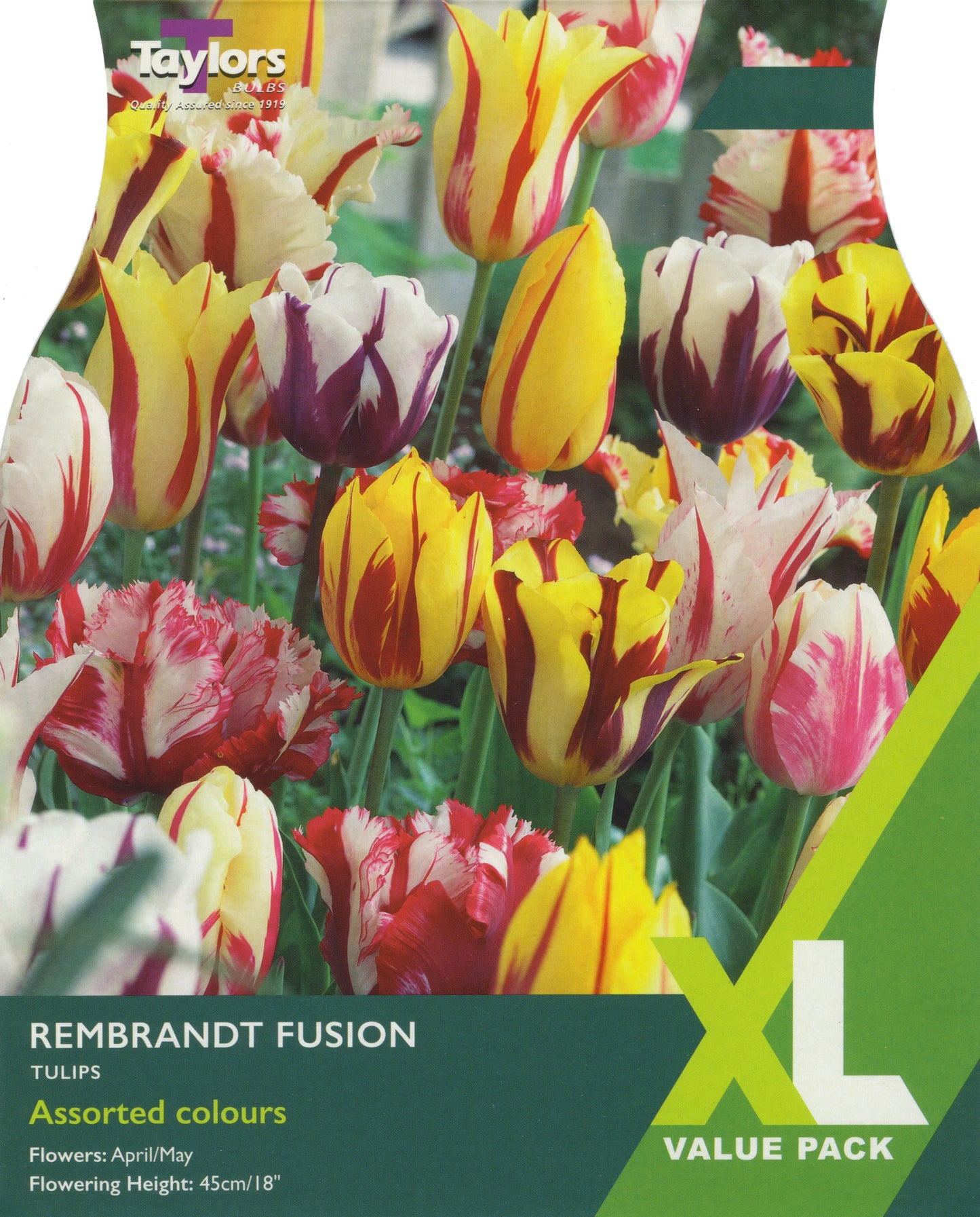 Taylors Bulbs Rembrandt Fusion Tulip Bulbs XL Value-Pack